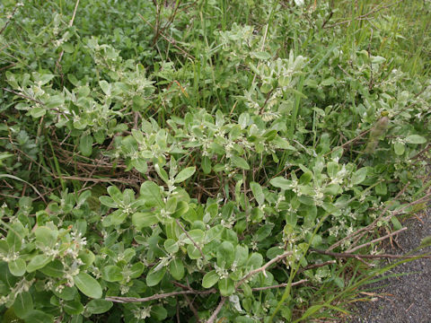 Elaeagnus umbellata