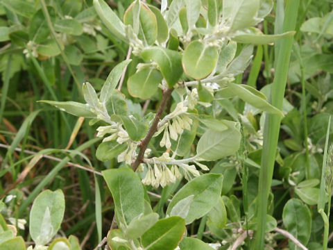 Elaeagnus umbellata