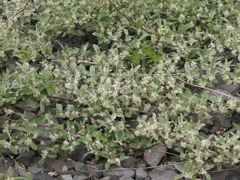 Elaeagnus umbellata