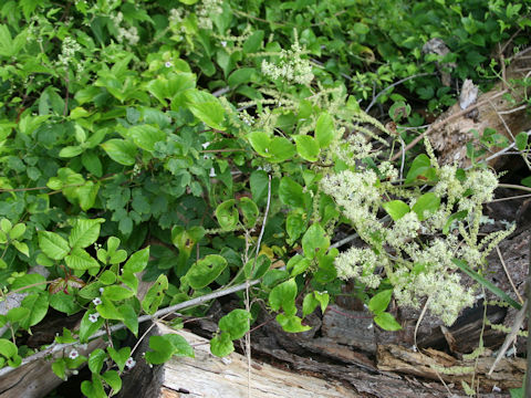 Thalictrum minus var. hypoleucum