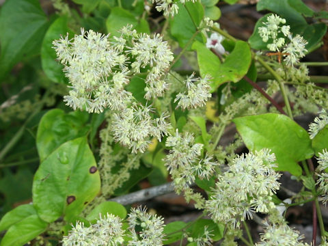 Thalictrum minus var. hypoleucum