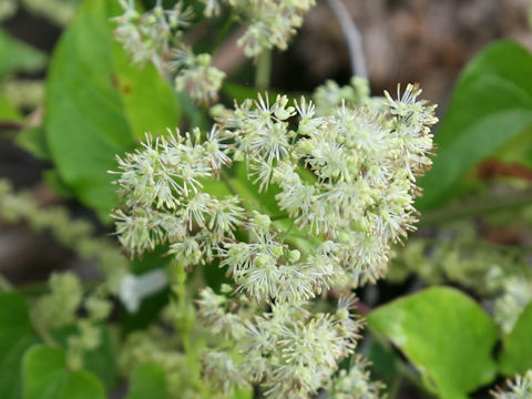 Thalictrum minus var. hypoleucum