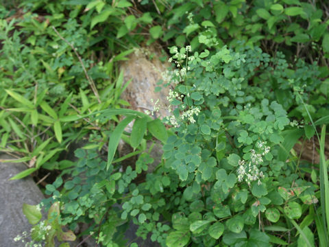 Thalictrum minus var. hypoleucum