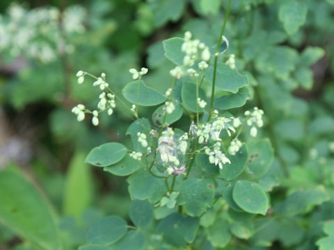 Thalictrum minus var. hypoleucum