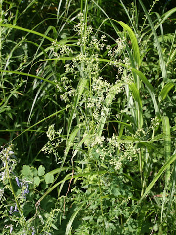 Thalictrum minus var. hypoleucum