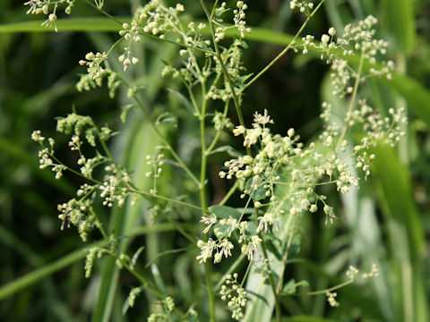 Thalictrum minus var. hypoleucum