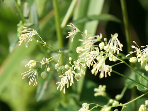 Thalictrum minus var. hypoleucum