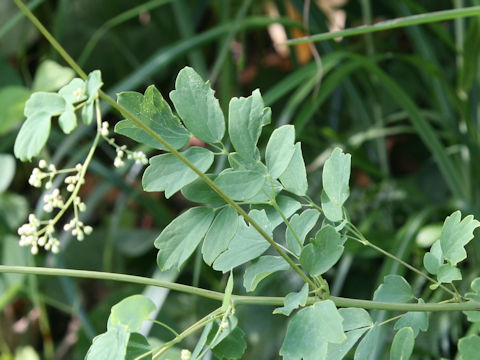 Thalictrum minus var. hypoleucum