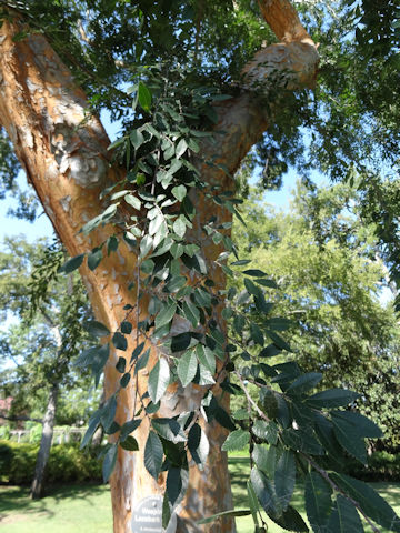 Ulmus parvifolia cv. Weeping