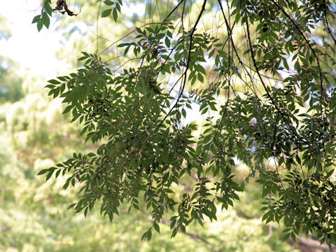 Ulmus parvifolia