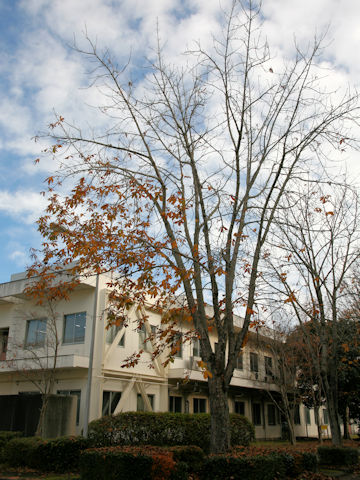 Ulmus parvifolia