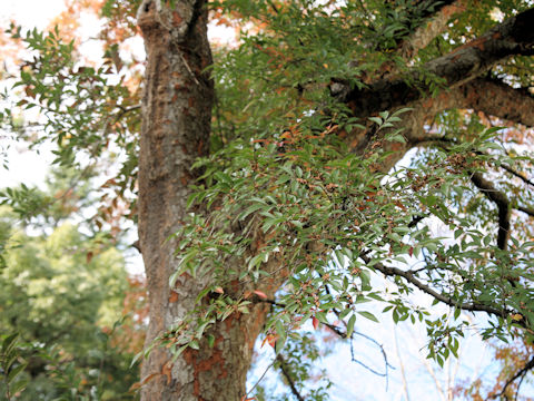 Ulmus parvifolia