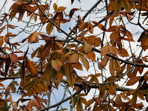 Ulmus parvifolia