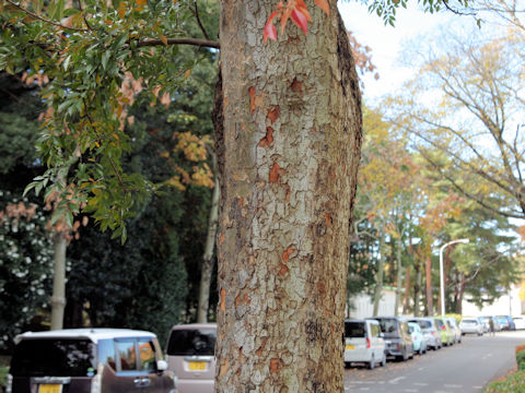 Ulmus parvifolia