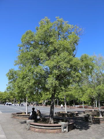 Ulmus parvifolia