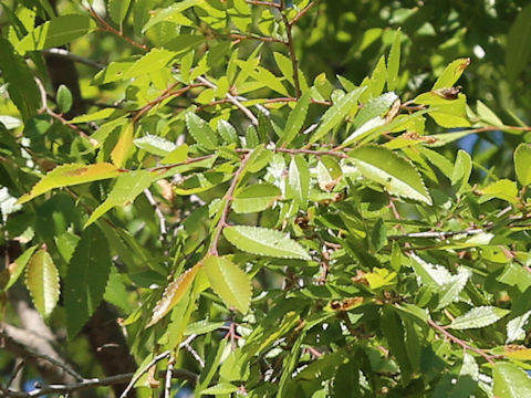 Ulmus parvifolia
