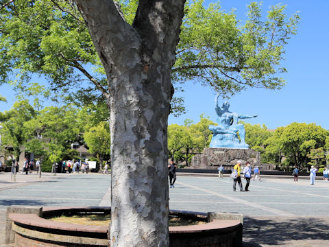 Ulmus parvifolia