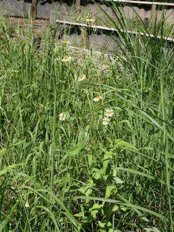 Lactuca indica