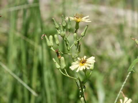 Lactuca indica