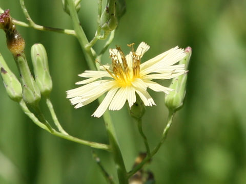 Lactuca indica