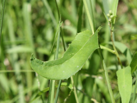 Lactuca indica