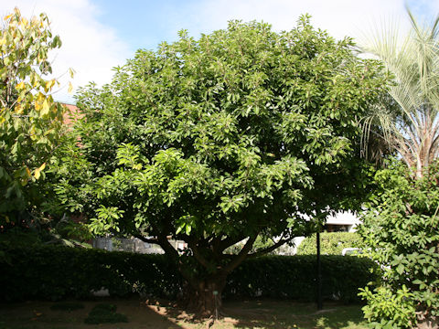 Ficus superba var. japonica