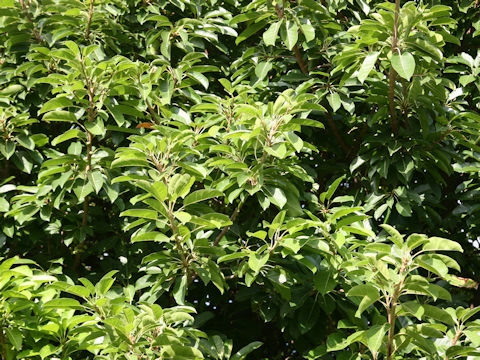 Ficus superba var. japonica