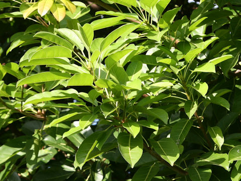 Ficus superba var. japonica