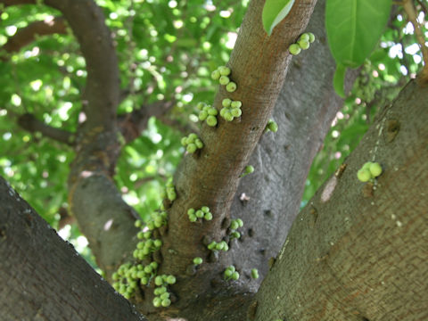 Ficus superba var. japonica