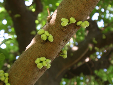Ficus superba var. japonica