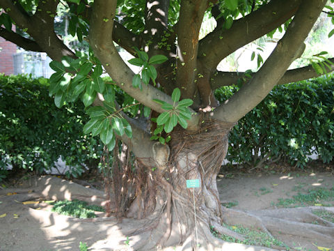 Ficus superba var. japonica