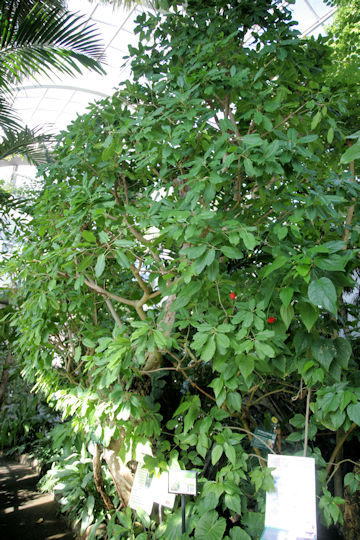Ficus superba var. japonica