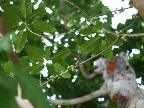 Ficus superba var. japonica