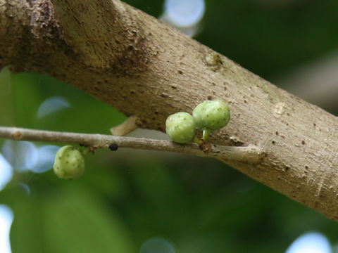 Ficus superba var. japonica