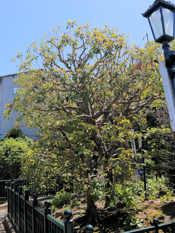 Ficus superba var. japonica