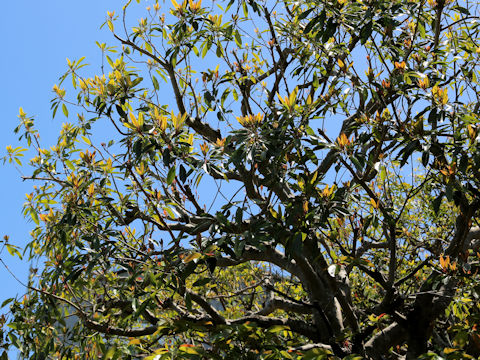 Ficus superba var. japonica