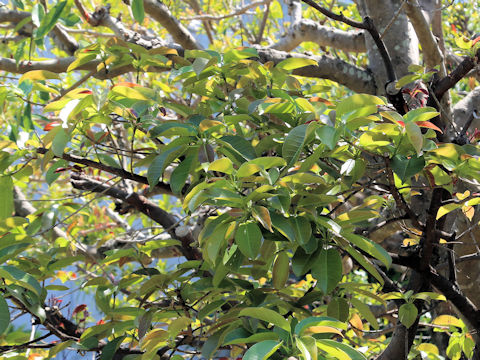 Ficus superba var. japonica