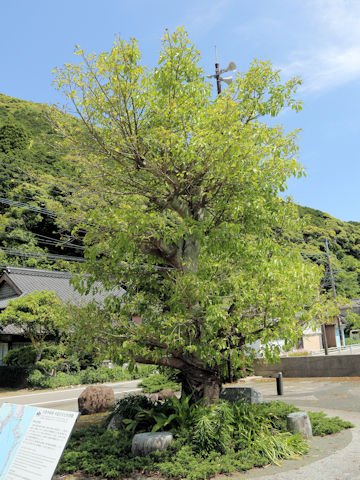 Ficus superba var. japonica