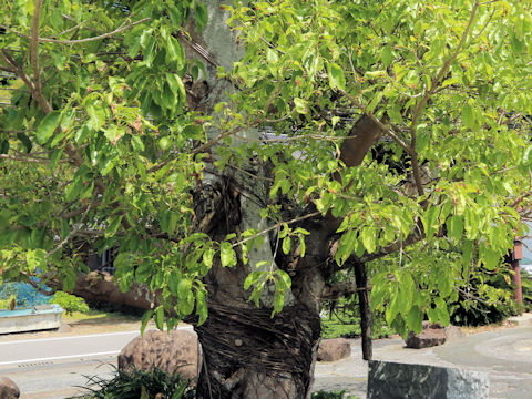 Ficus superba var. japonica