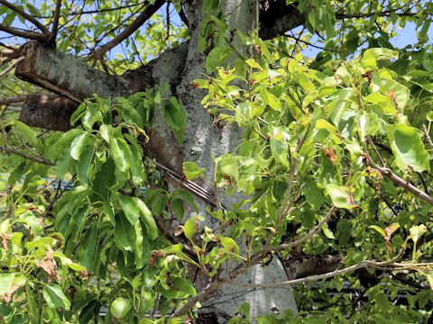 Ficus superba var. japonica