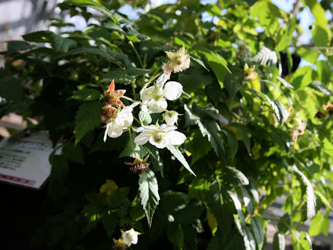 Rubus piptopetalus