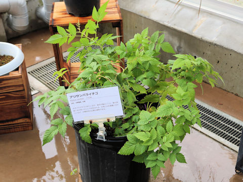 Rubus piptopetalus