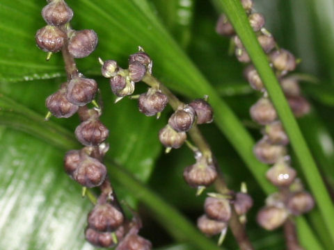 Peliosanthes macrostegia
