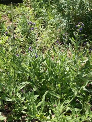 Anchusa officinalis