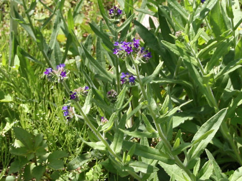 Anchusa officinalis