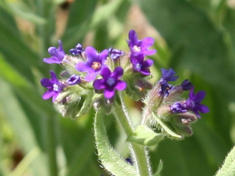 Anchusa officinalis