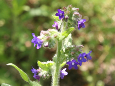 Anchusa officinalis