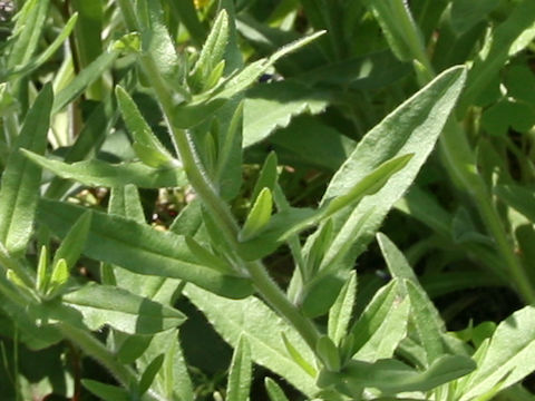 Anchusa officinalis