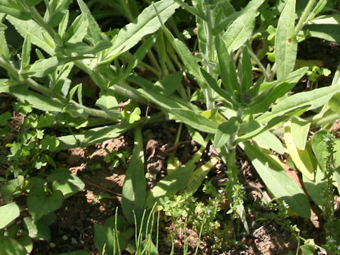 Anchusa officinalis