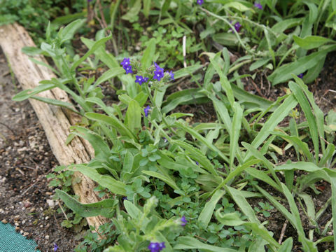 Anchusa officinalis